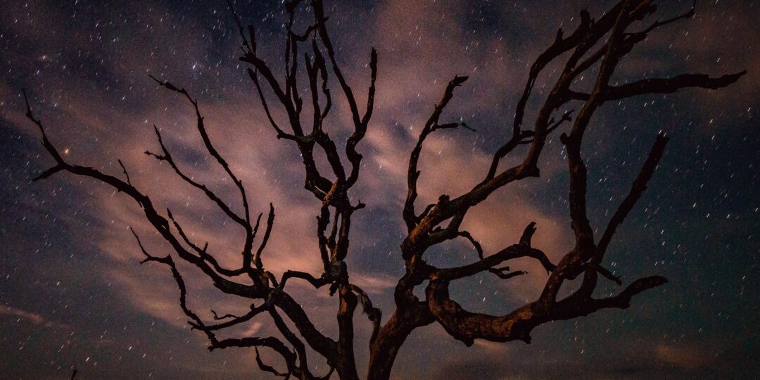 black bare tree illustration