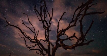 black bare tree illustration